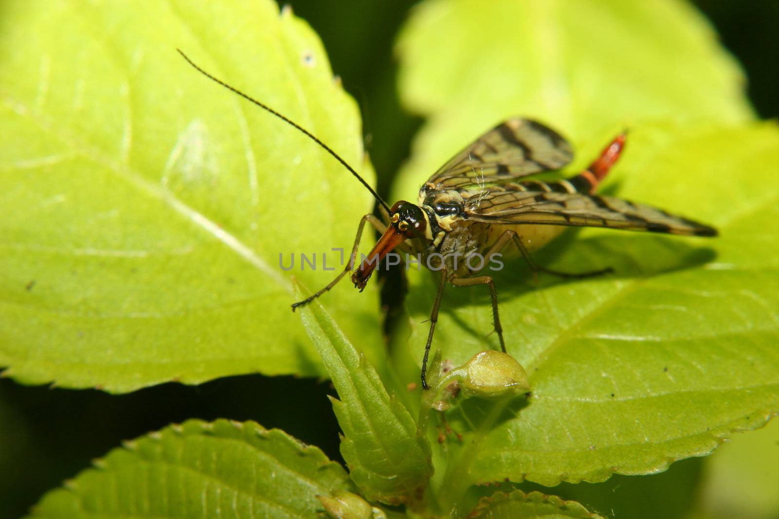 Common Scorpionfly (Panorpa communis) - female on a leaf