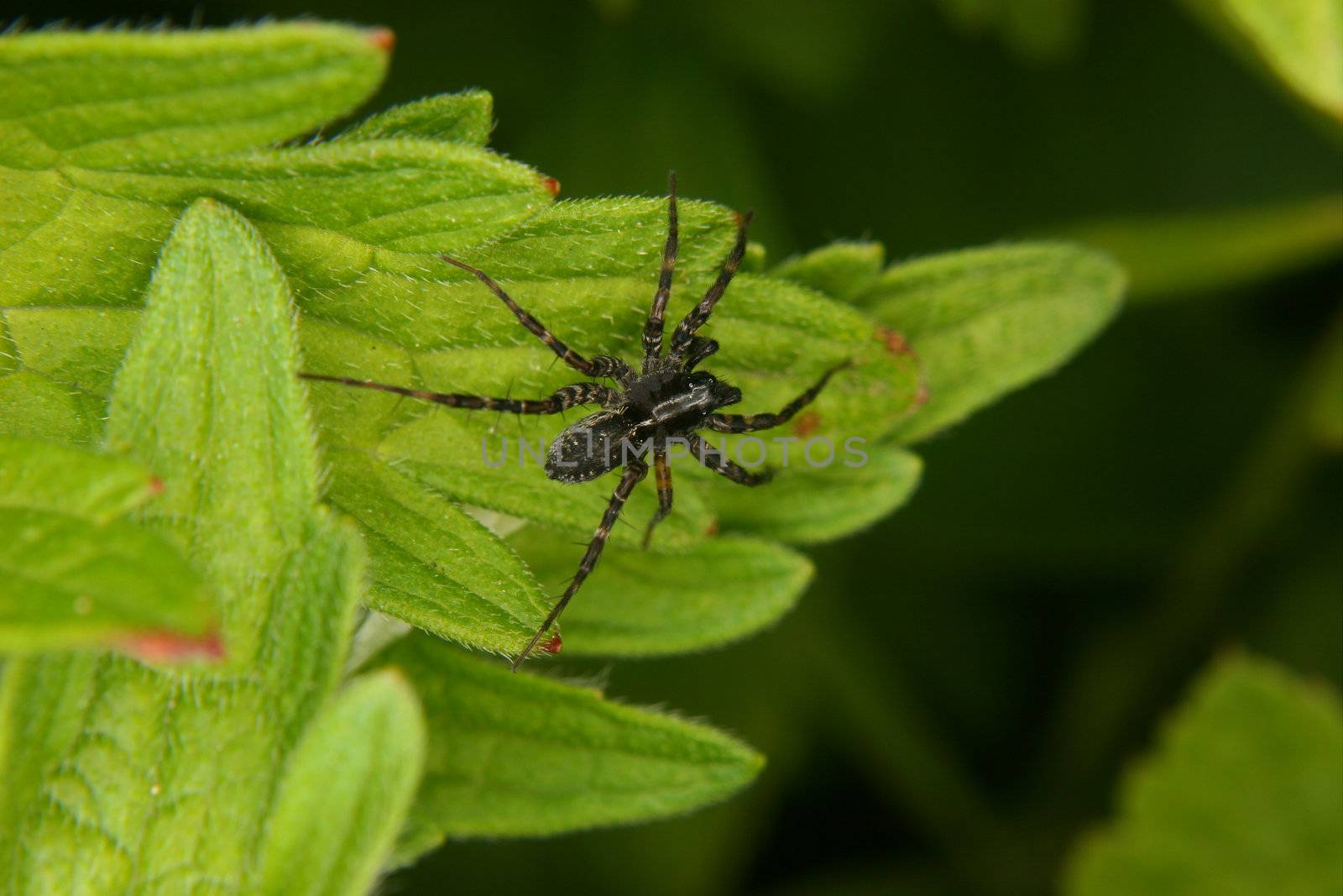 Wolf spider (Pardosa lugubris) - male on a leaf