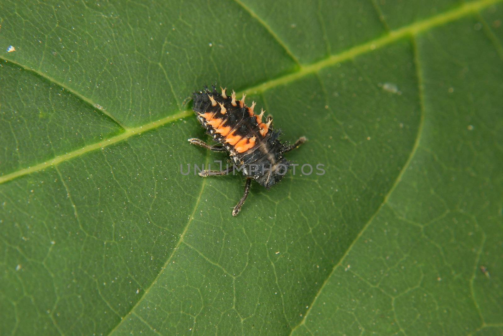 Ladybird beetle larva (Coccinella) on a plant