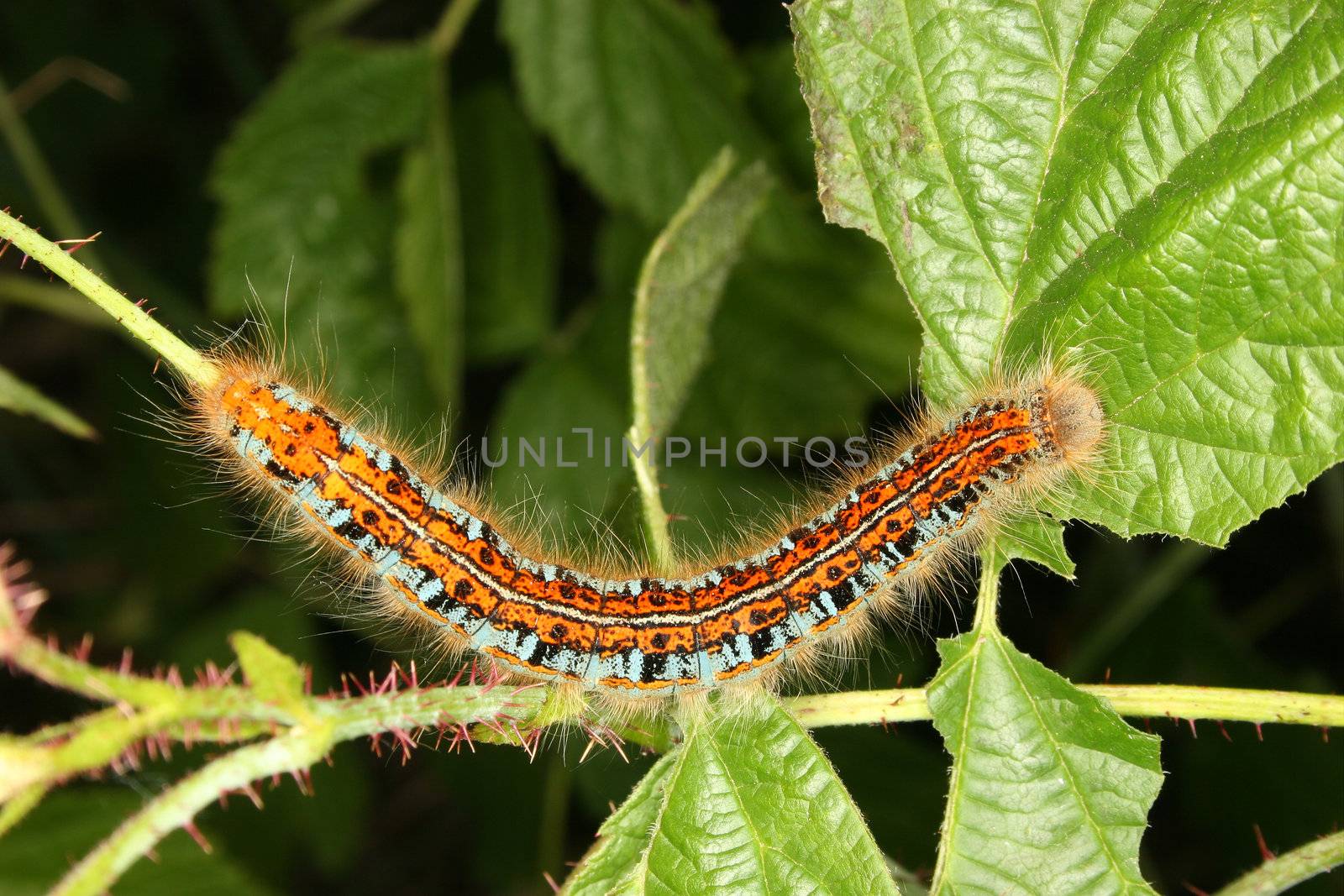 Caterpillar of the Buff-tip (Phalera bucephala) on a leaf