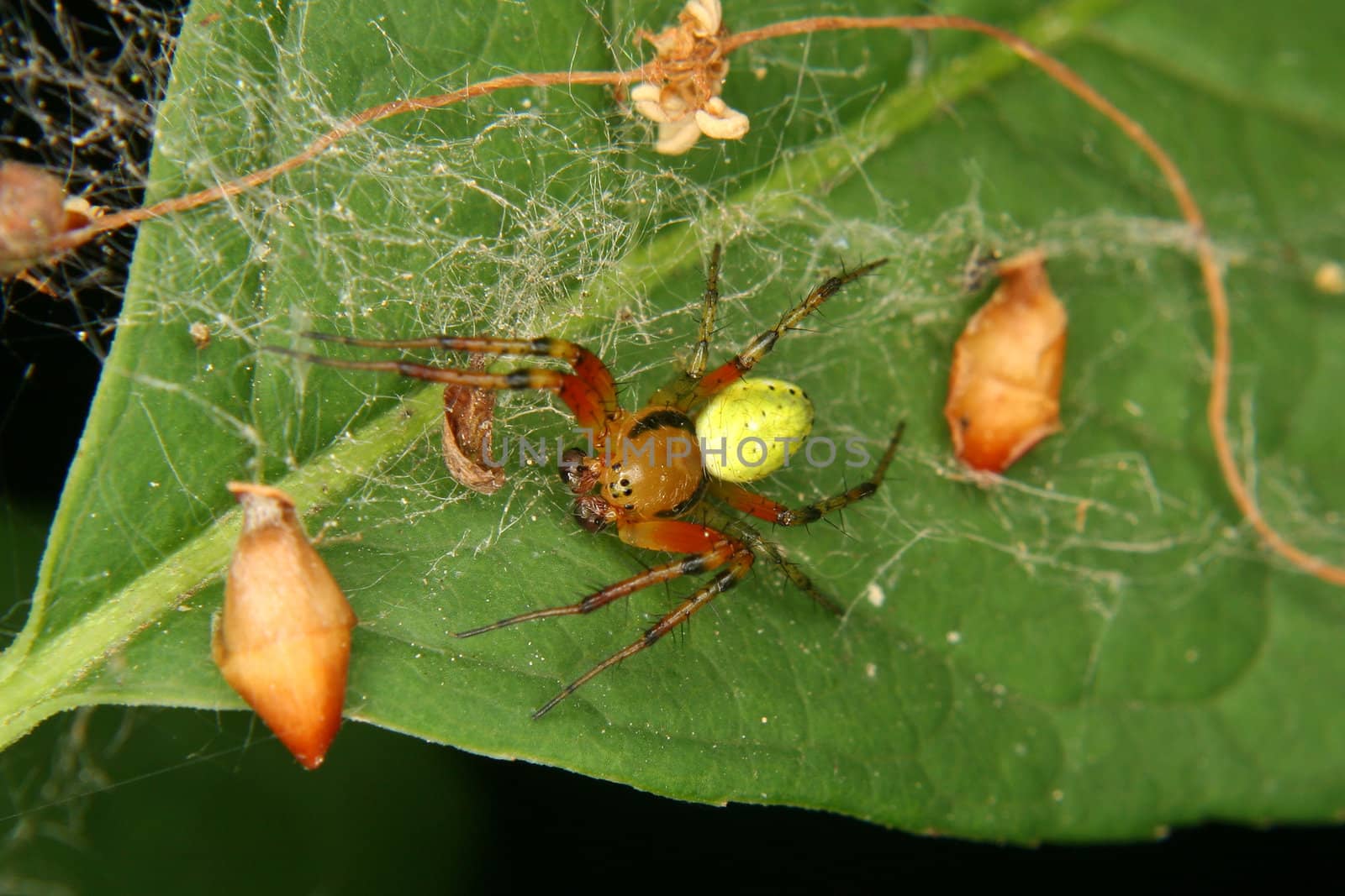 Cucumber green spider (Araniella cucurbitina) by tdietrich