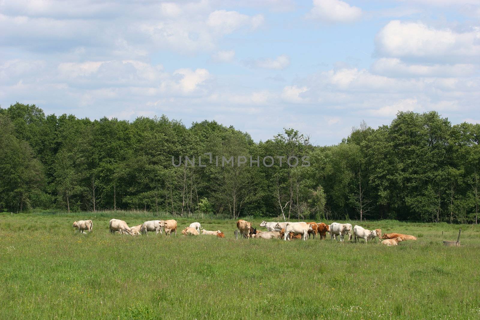Cattle grazing by tdietrich