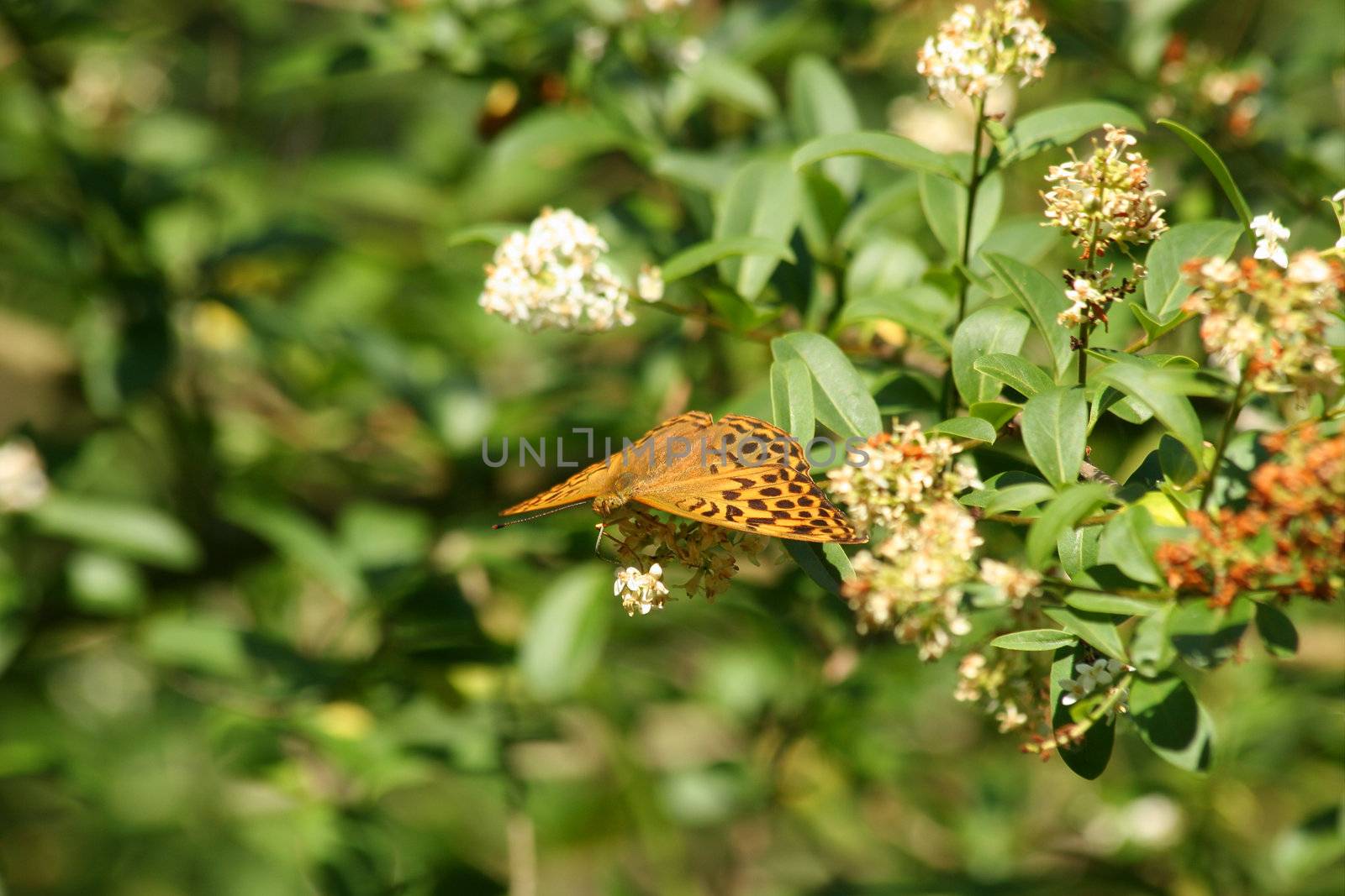 Silver-washed Fritillary (Argynnis paphia) on a flower