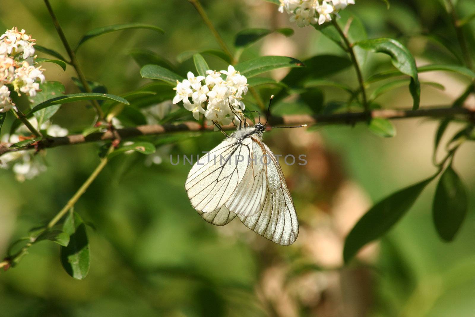 Black-veined White (Aporia crataegi) by tdietrich