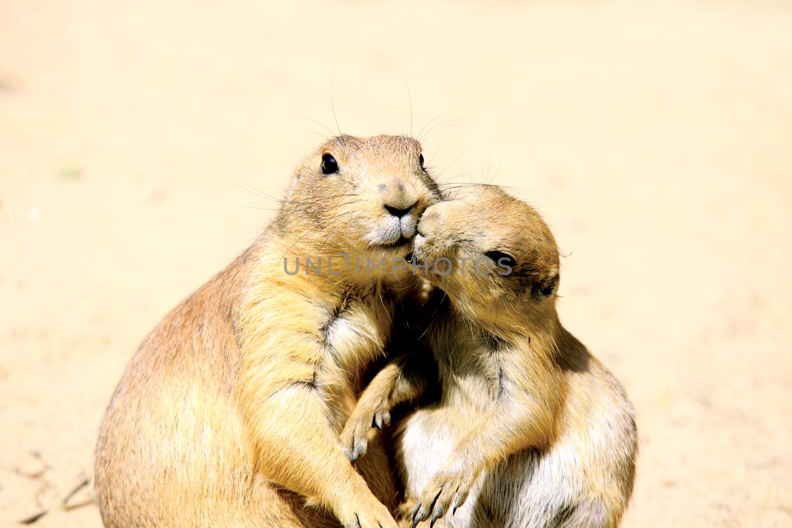 kissing marmots by catolla