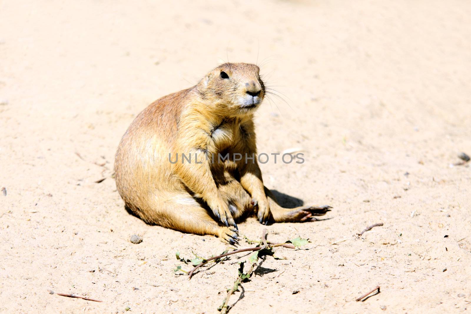 tired marmot sitting on the ground on sunny day