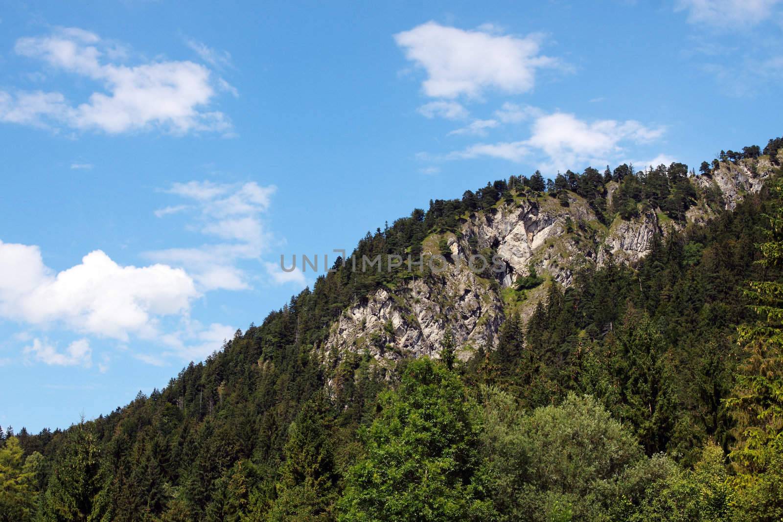 mountain covered with forest and blue sky