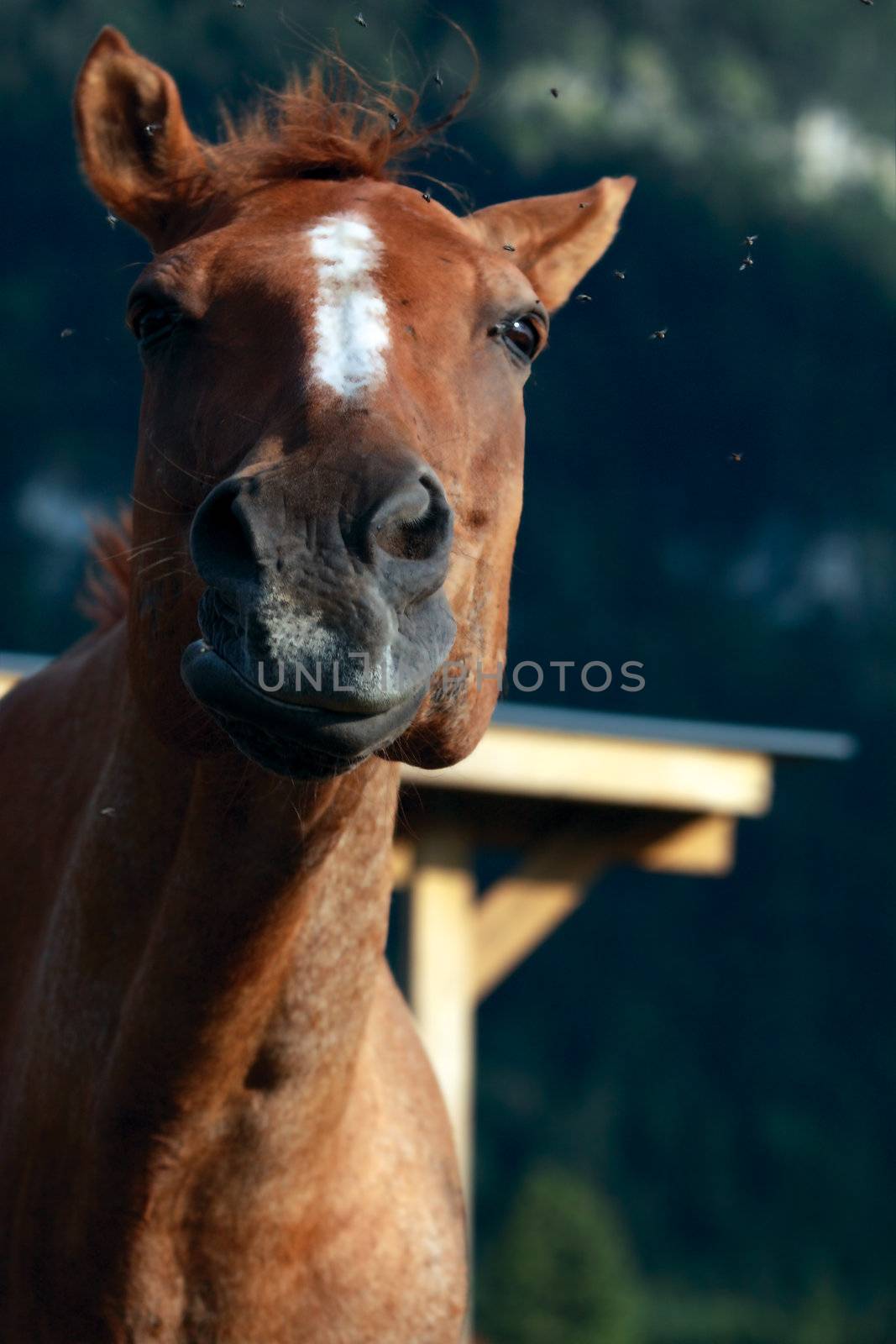 horse shaking his head trying to get rid of the flies