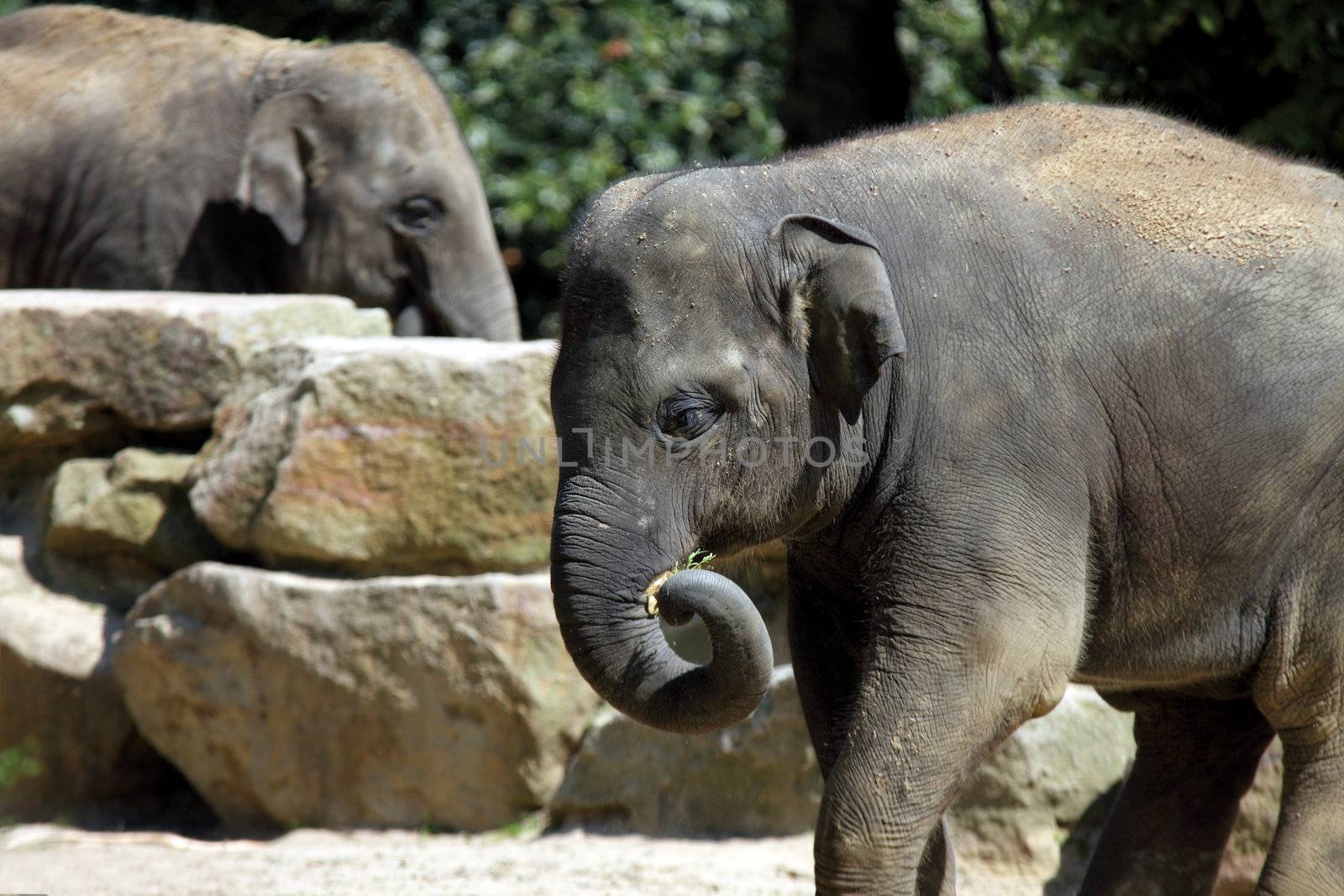 Baby of Asian elephant walking during sunny daj