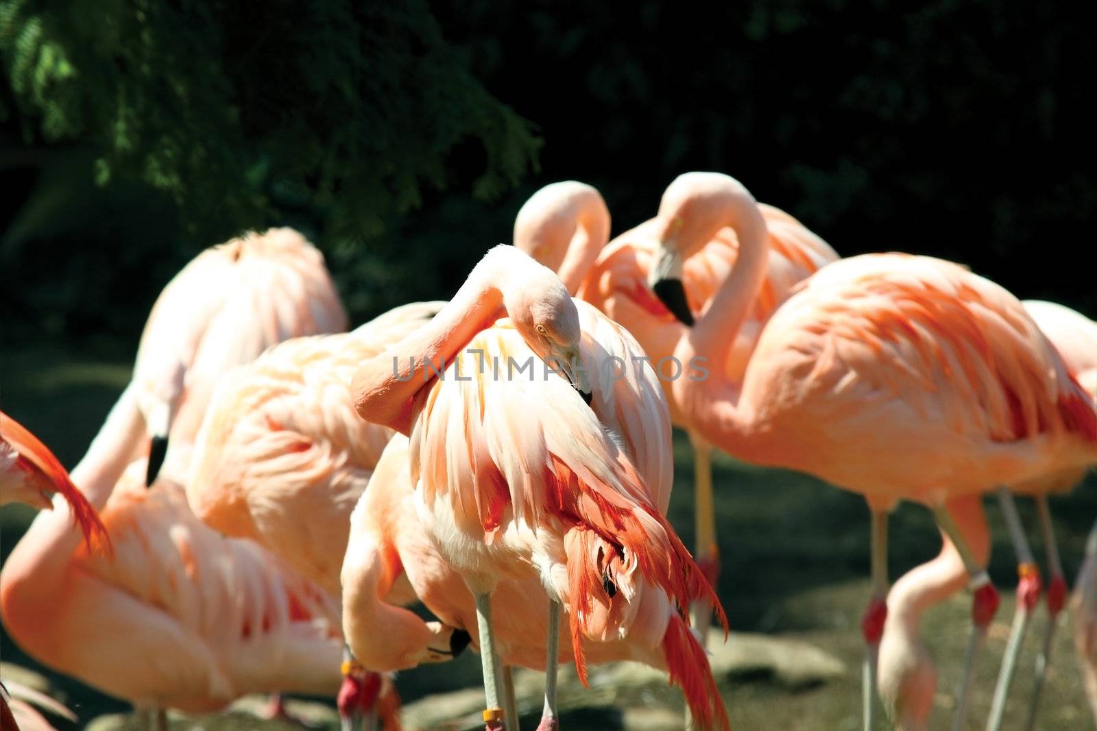 flamingo by catolla