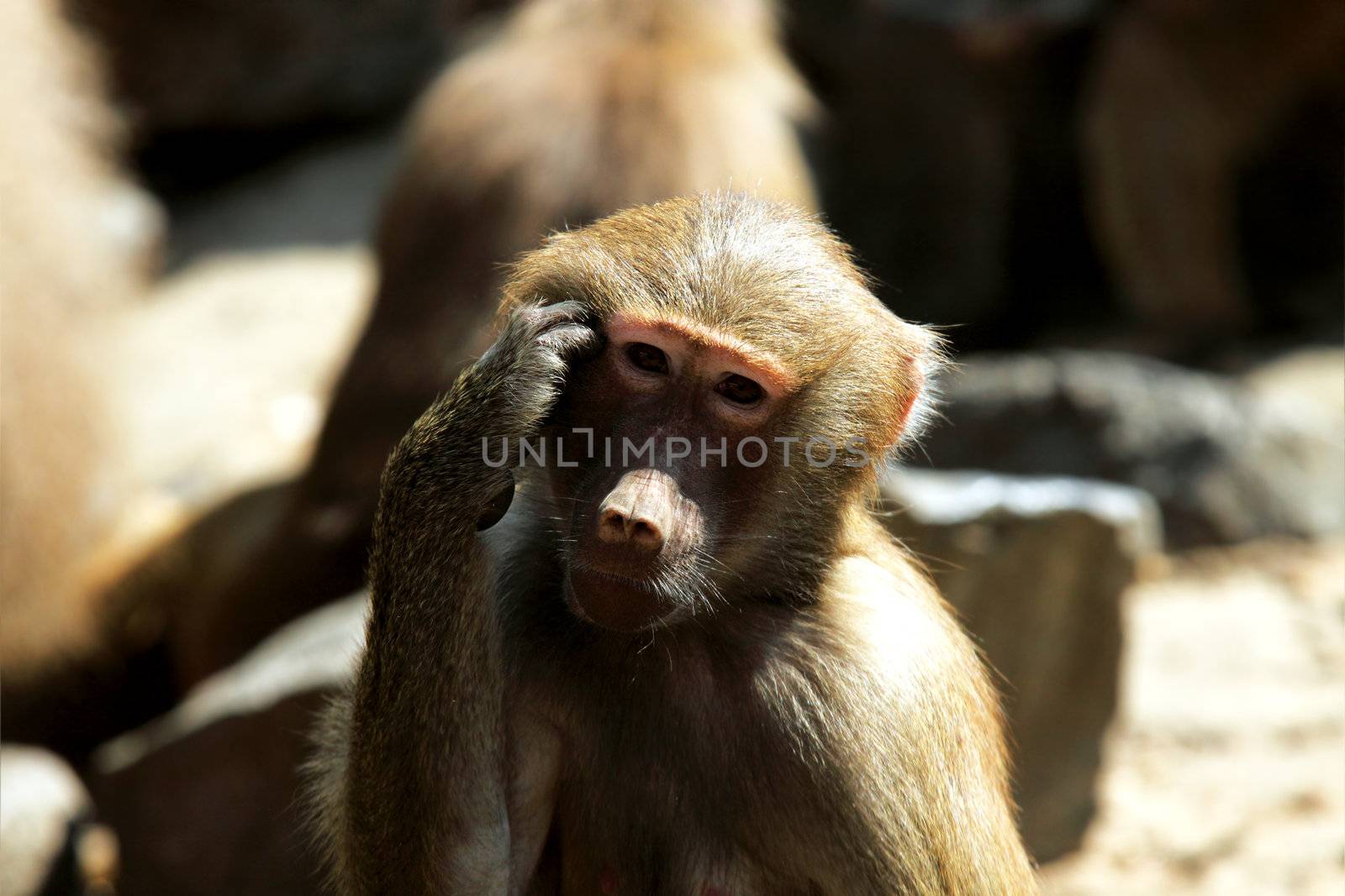 toughly thinking Hamadryas baboon female close up