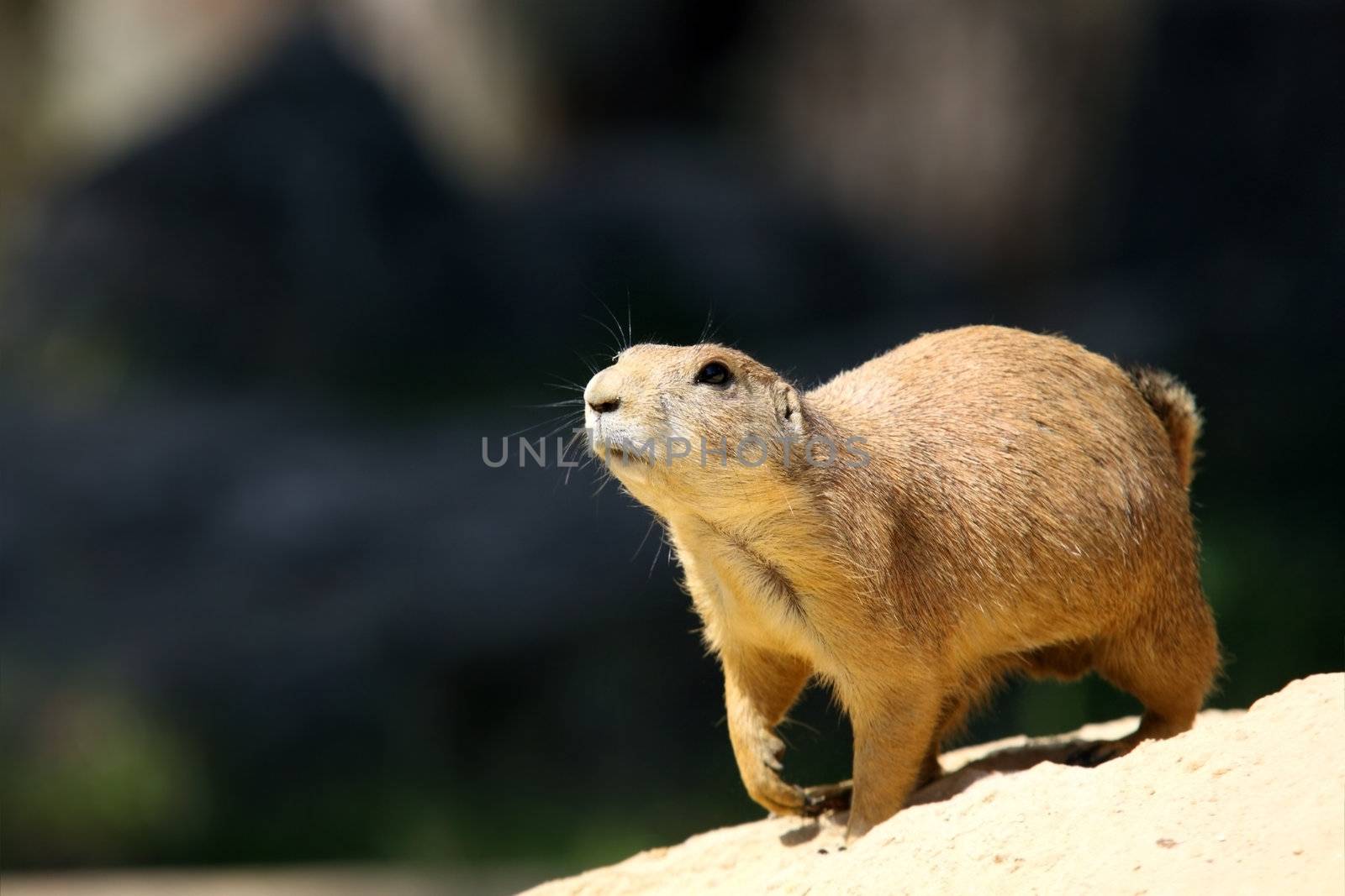 cute walking  wild marmot during sunny day