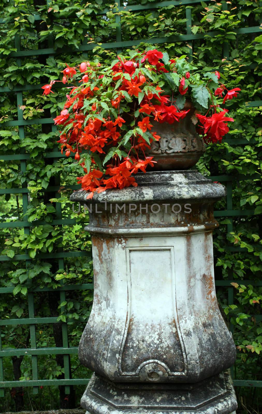 old stone pot with red flowers 