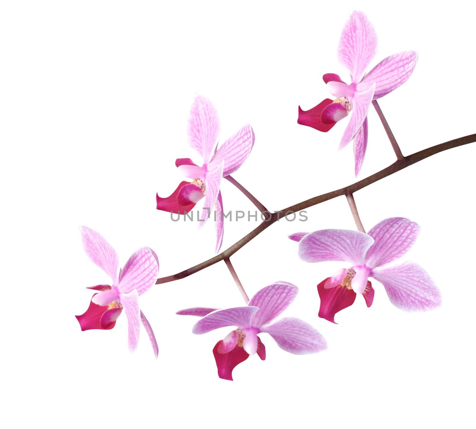 Orchids by leeser