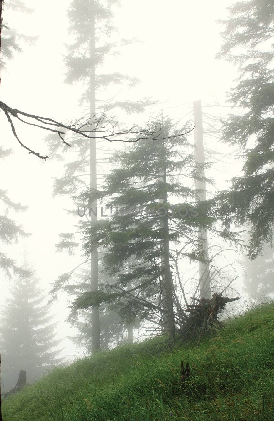 alpine old forest in thick deep fog