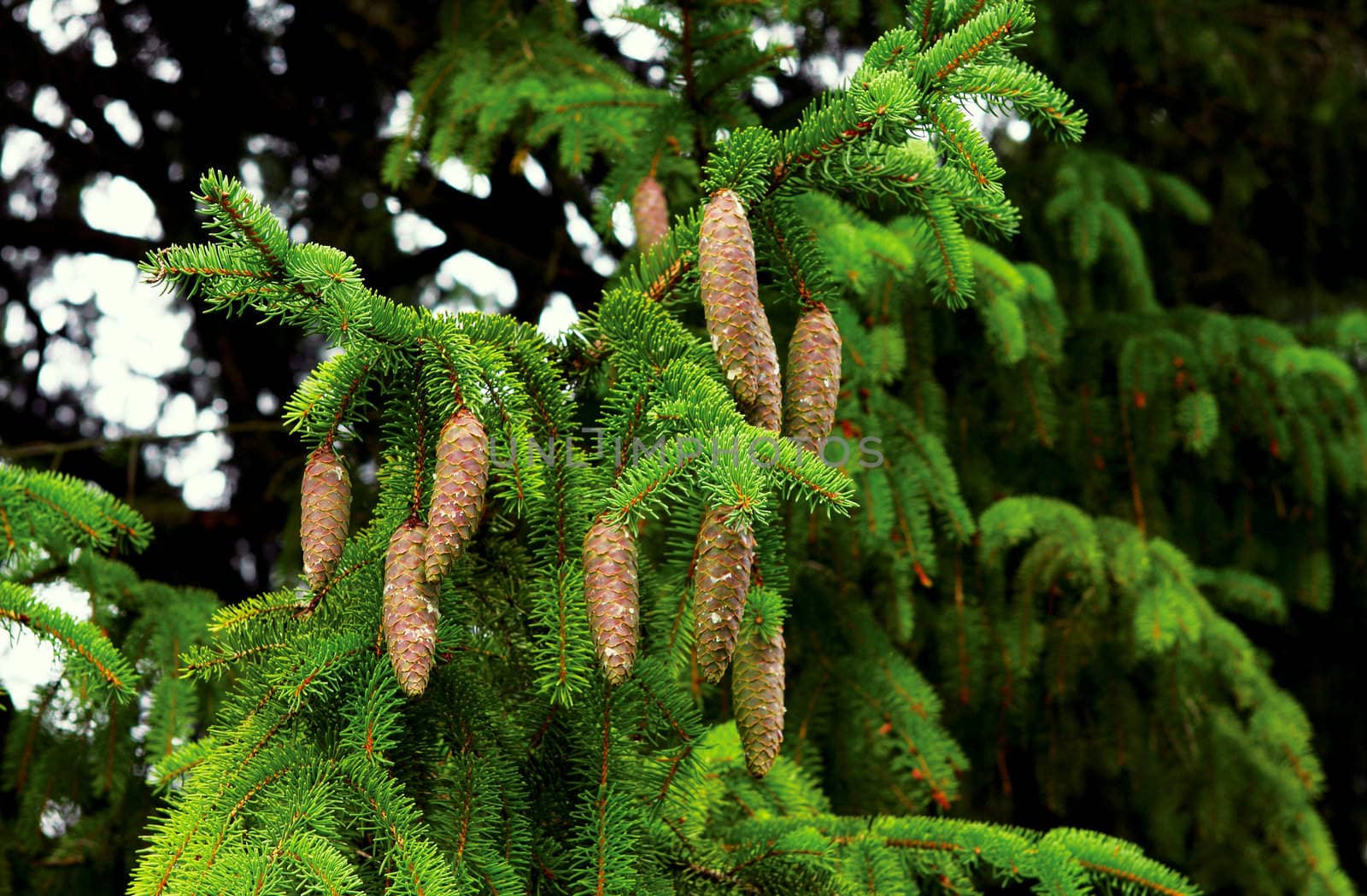 green spruce branch with cones close up