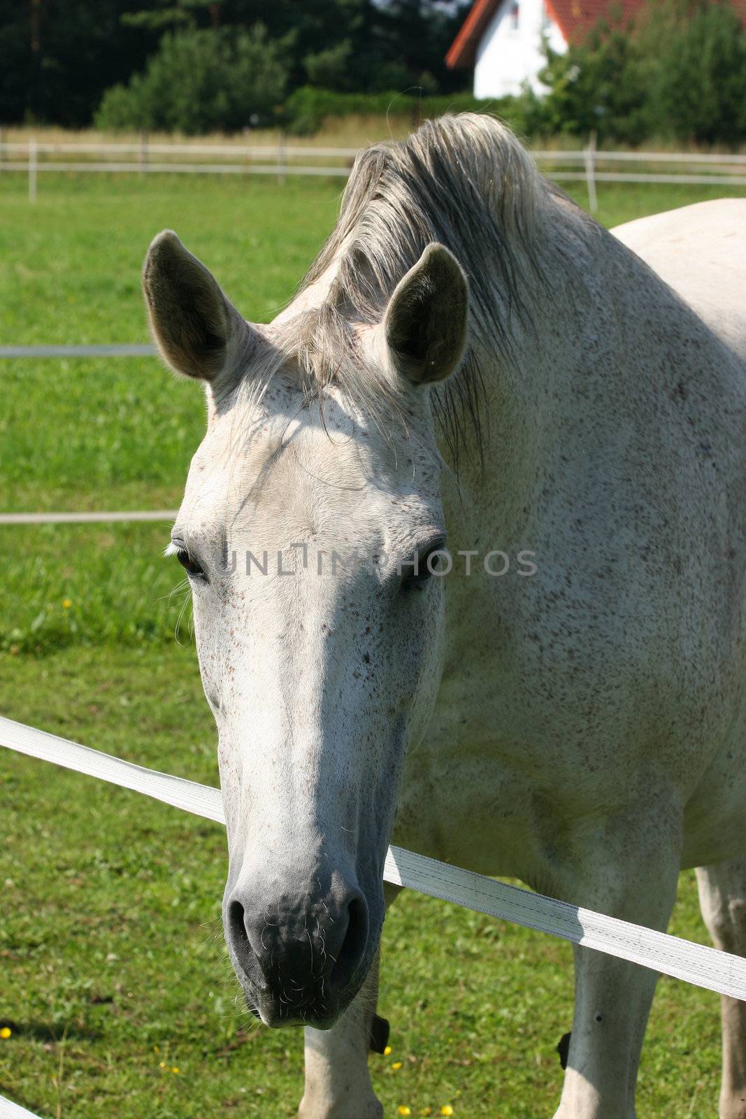 Horse in a pasture - portrait