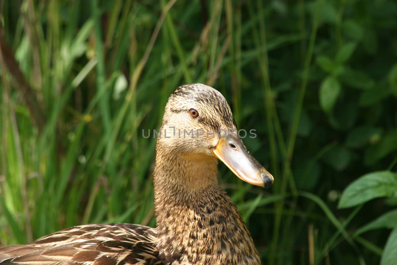 Female wild duck (Anas platyrhynchos) - portrait