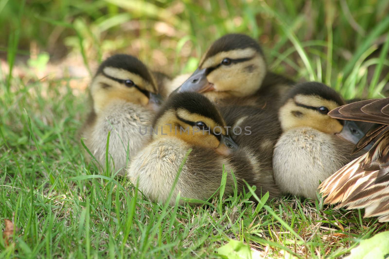 Wild duck ducklings (Anas platyrhynchos) in the sun