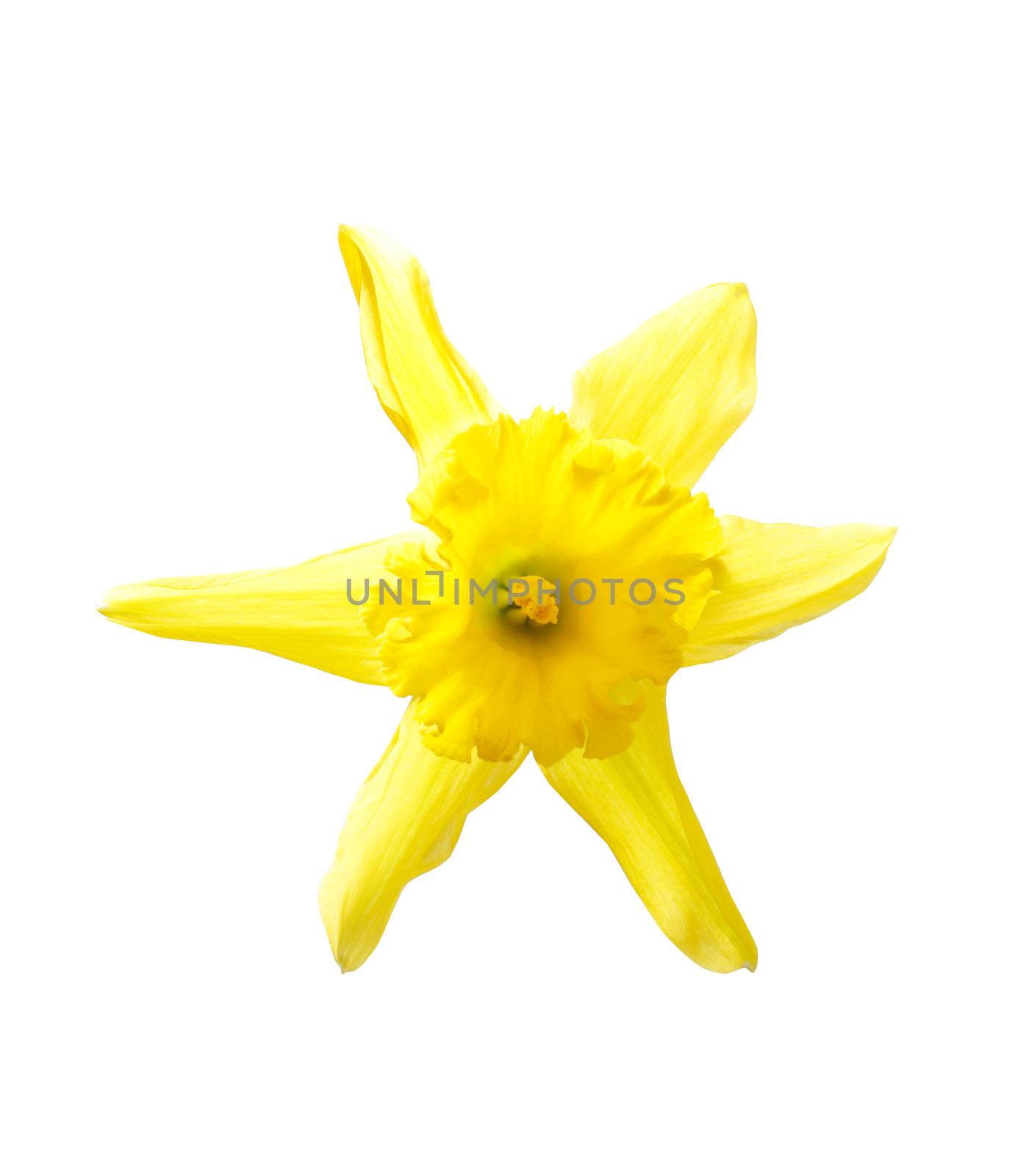 Daffodil by leeser