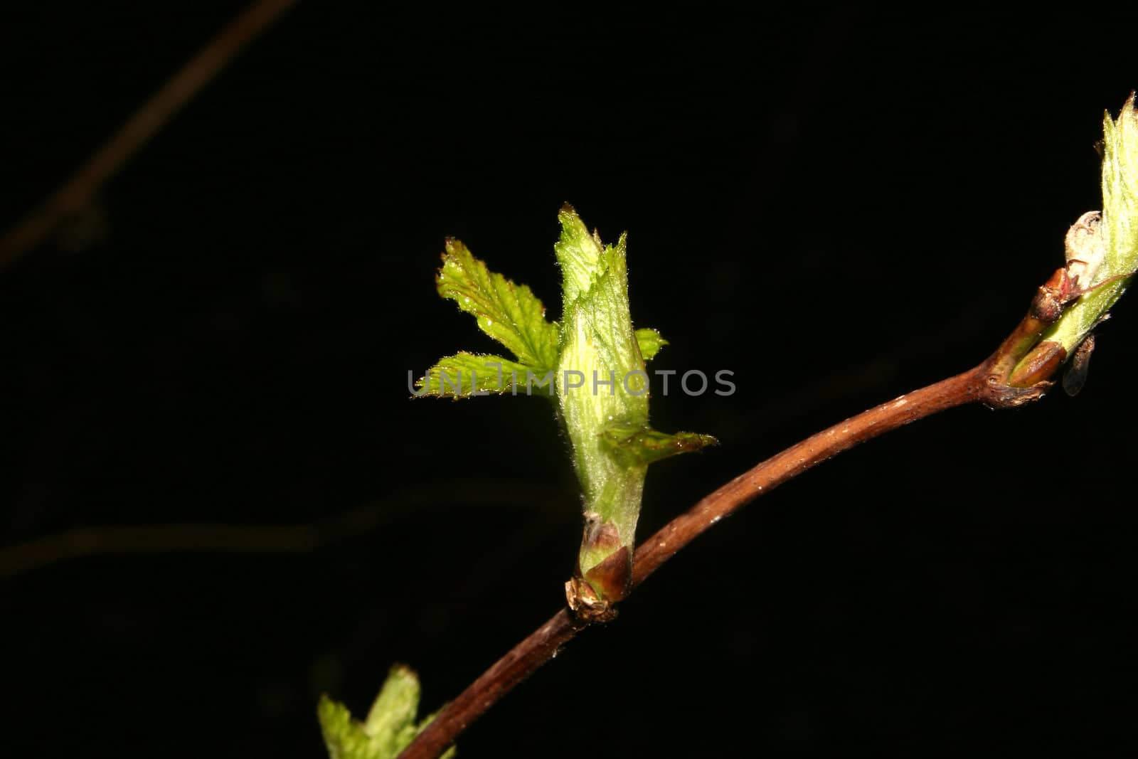 Sprouting young leaves and shoots in early spring