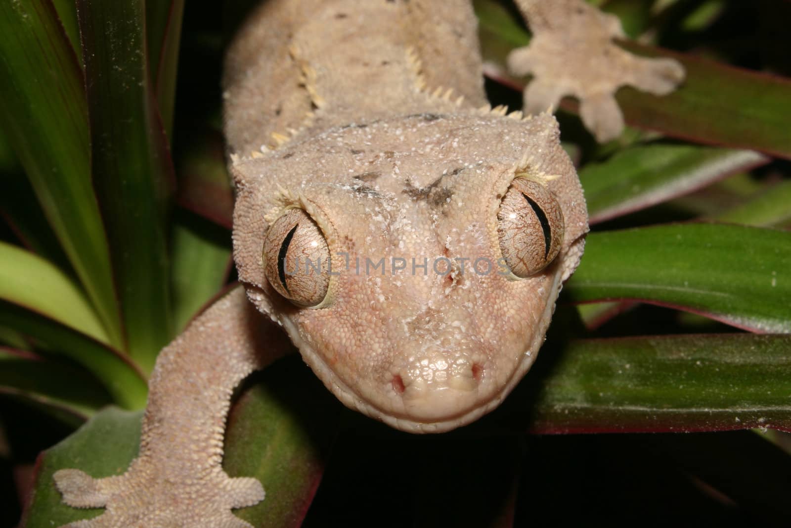 Crowns Gecko (Rhacodactylus ciliatus) on a plant - Portrait