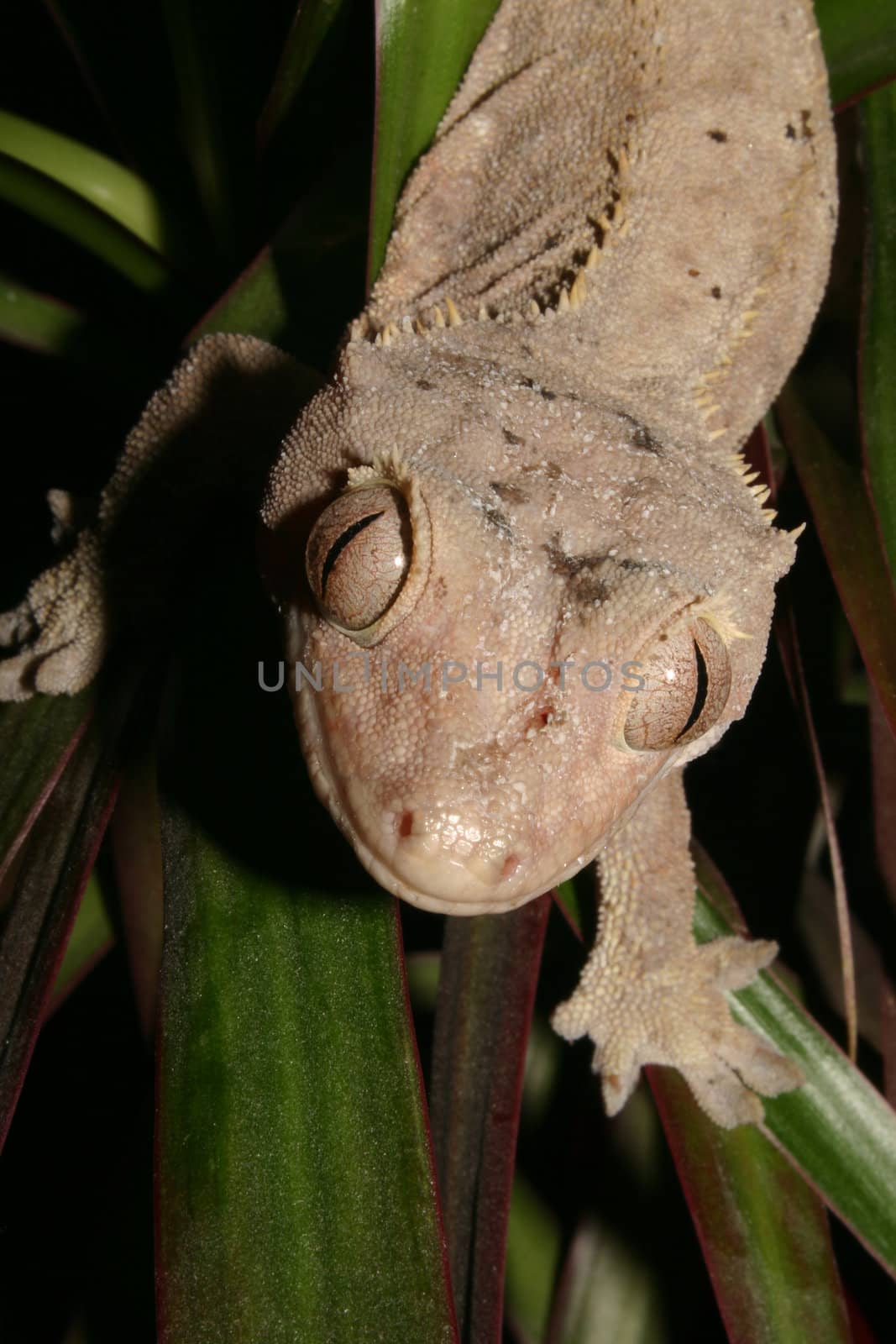 Crowns Gecko (Rhacodactylus ciliatus) on a plant - Portrait