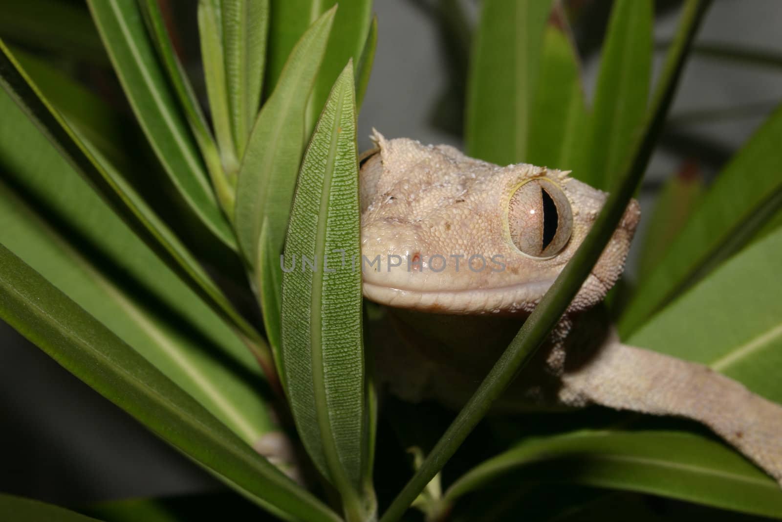 Crowns Gecko (Rhacodactylus ciliatus) by tdietrich