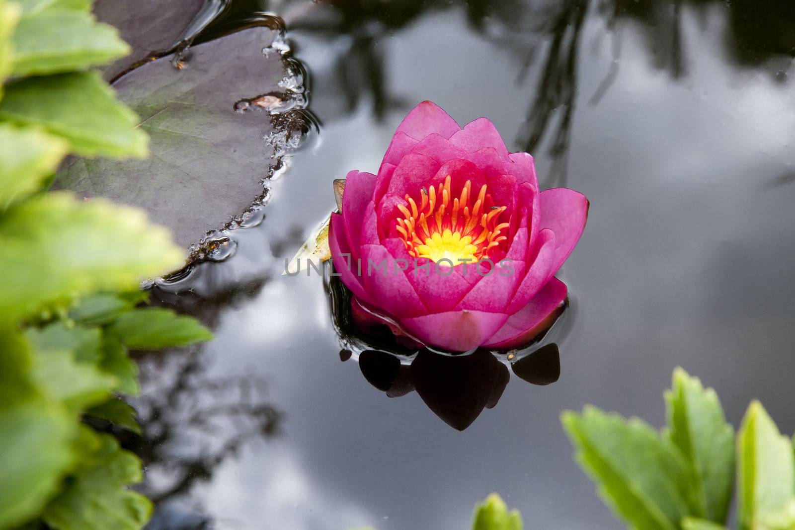 Pink flowering waterlily with other vegetation in foreground.