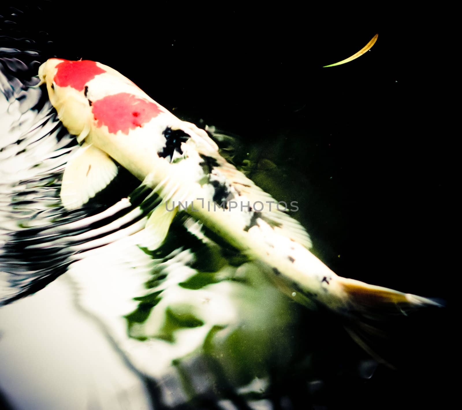 white and red fish in dark green water