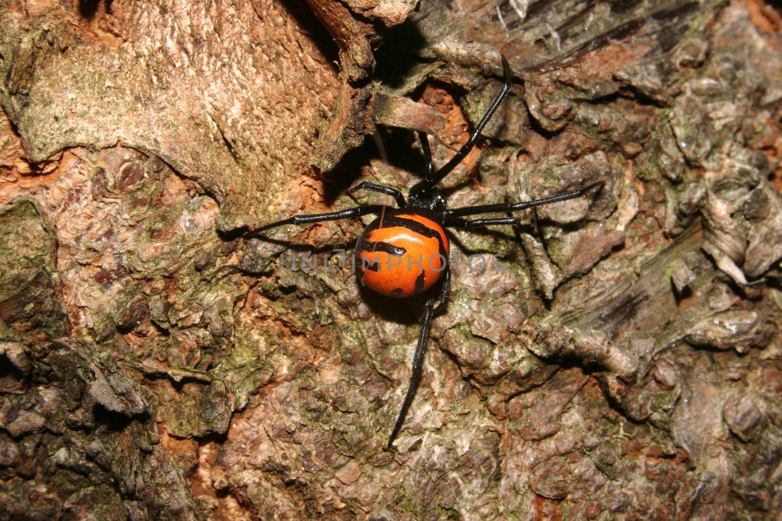 Black Widow by tdietrich