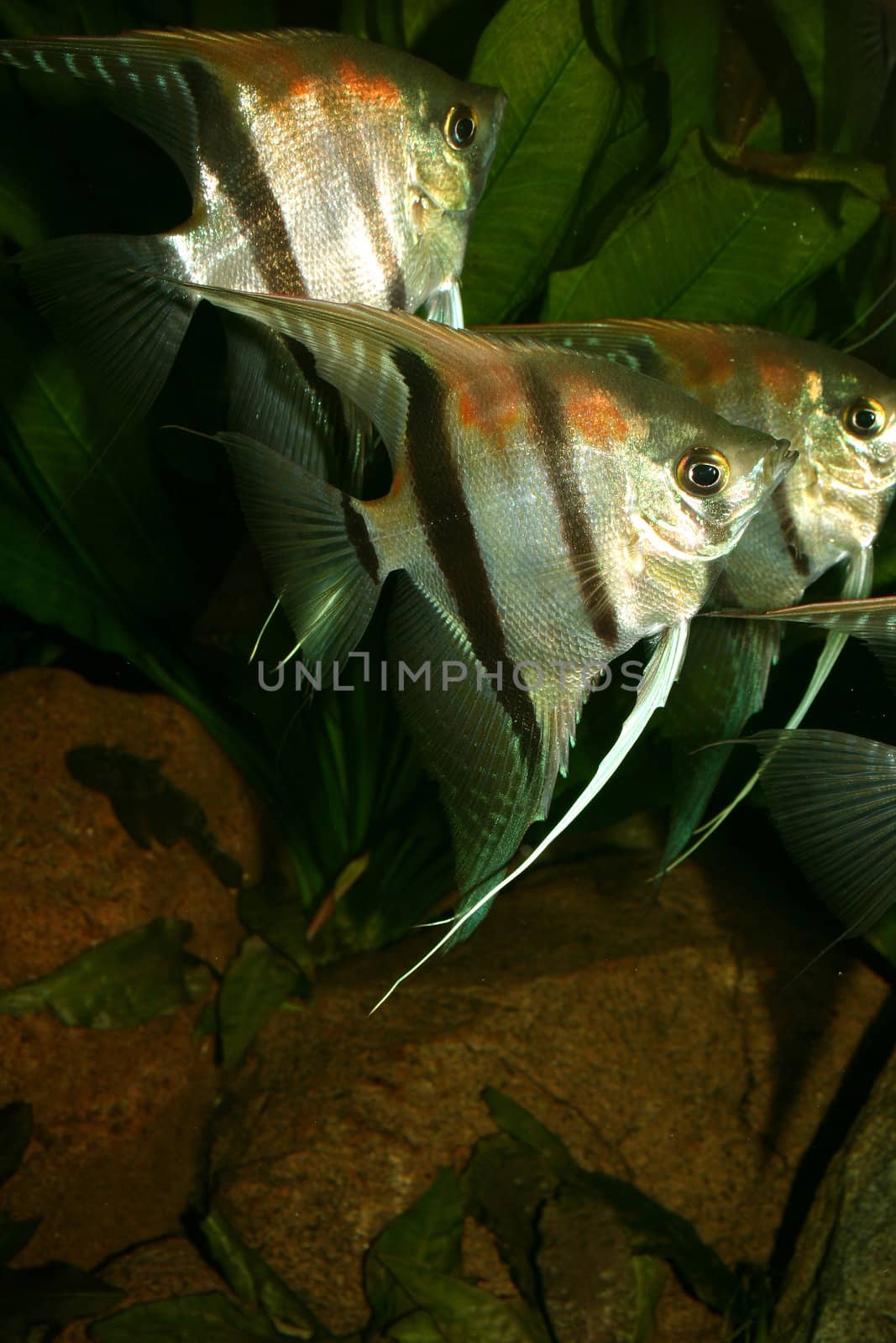 Angelfish (Pterophyllum scalare) by tdietrich