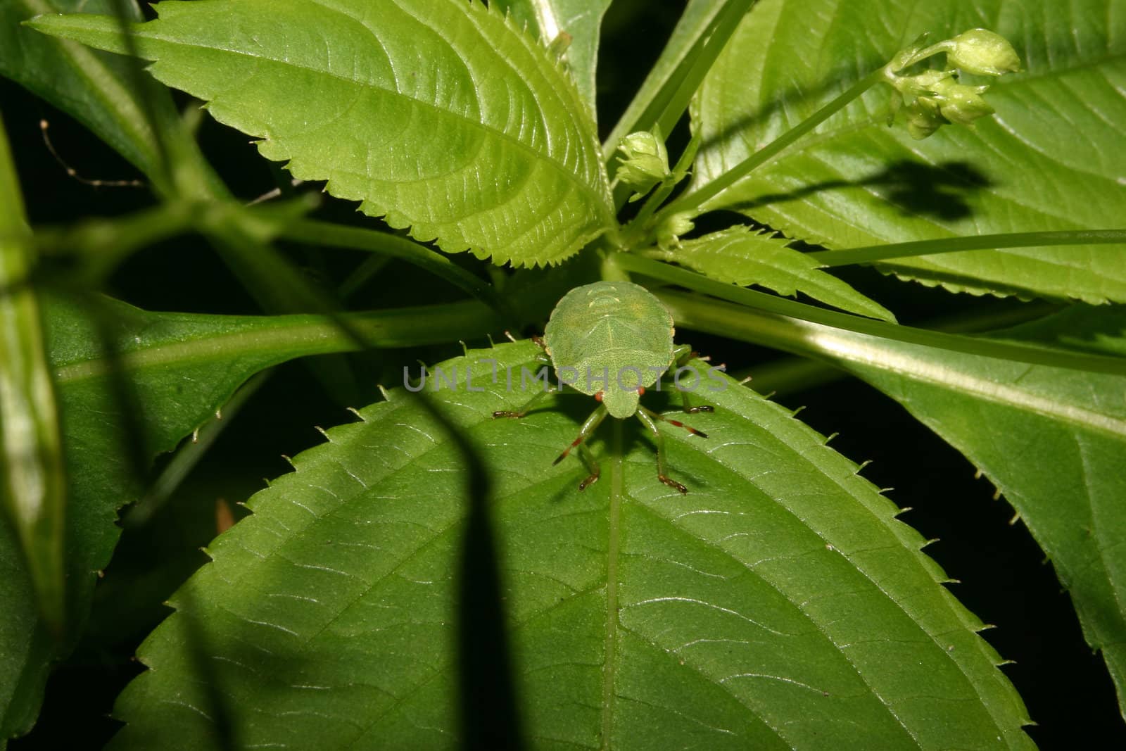 Larva of a Green shield bug (Palomena prasina) on a plant