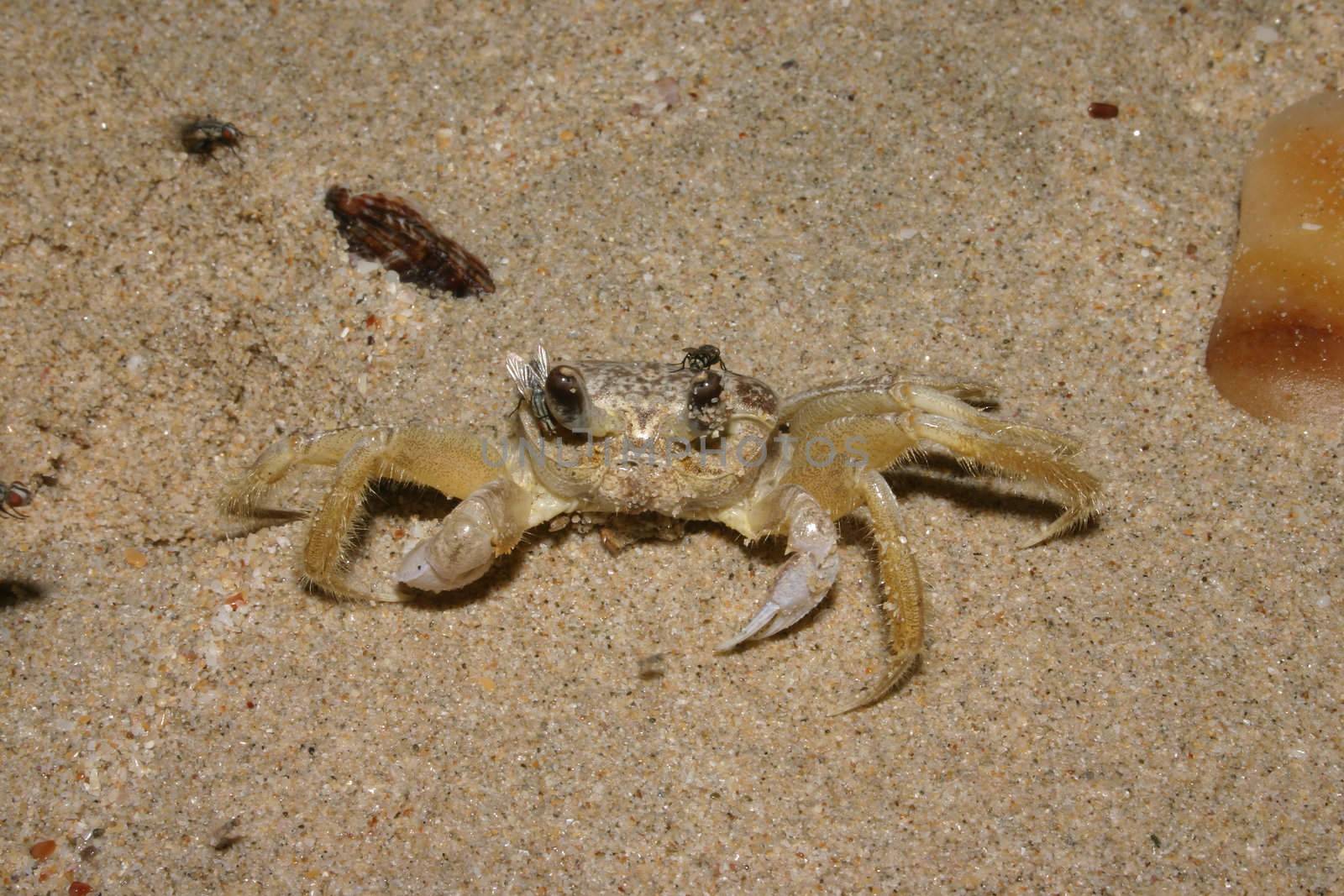 Beach crab (Portunidae) on Isla de Margarita in Venezuela