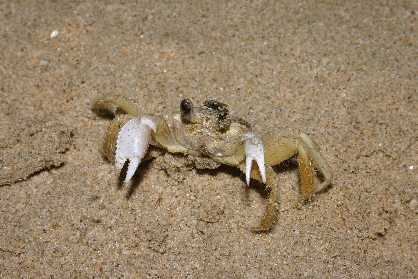 Beach crab (Portunidae) on Isla de Margarita in Venezuela