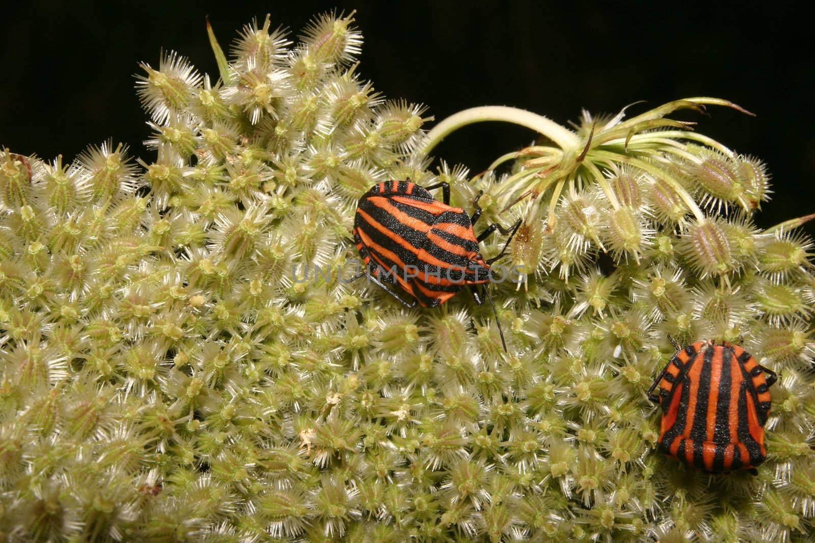 Strip bugs (Graphosoma lineatum) on a blossom