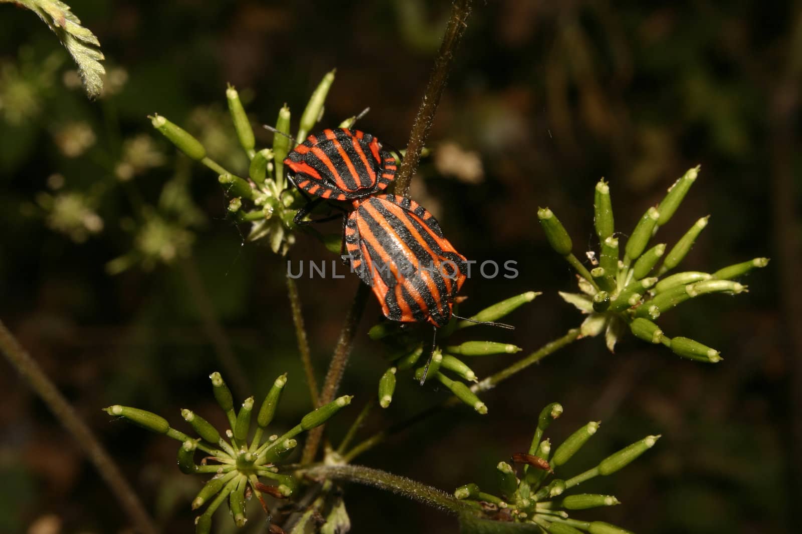 Strip bugs (Graphosoma lineatum) when mating on a flower