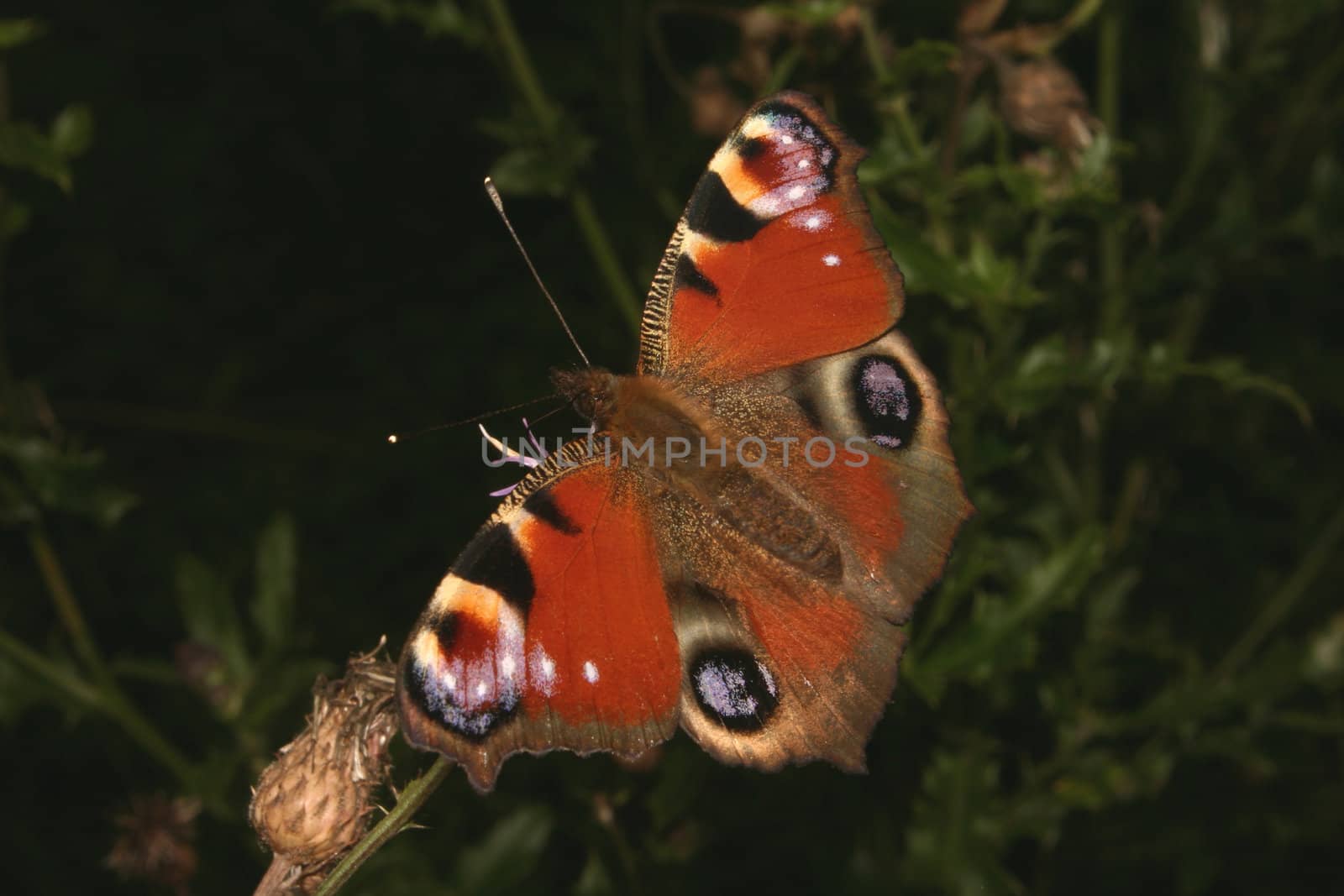 European Peacock (Inachis io) on a flower