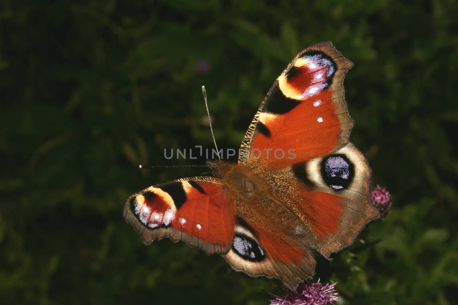 European Peacock (Inachis io) on a flower