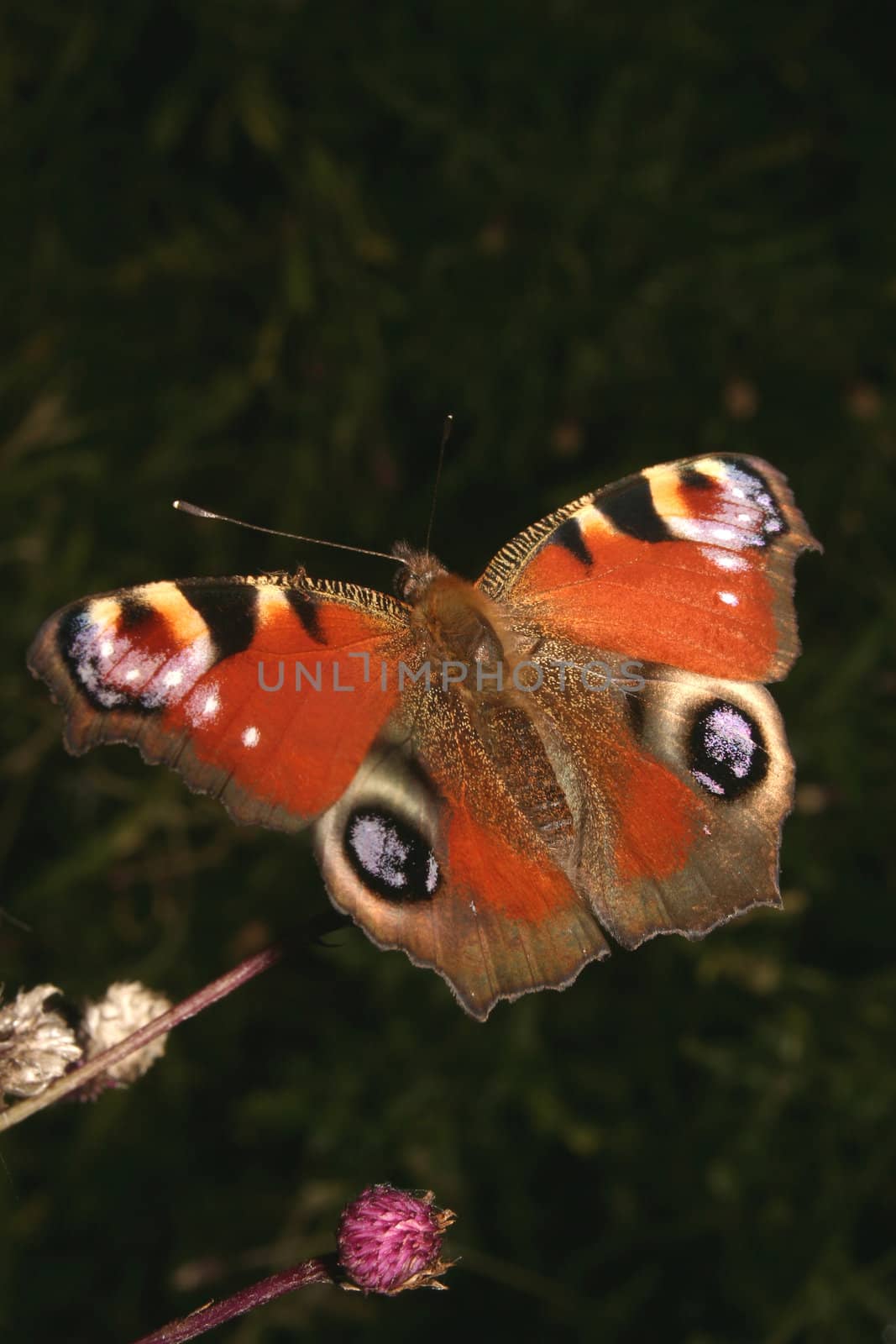 European Peacock (Inachis io) on a flower