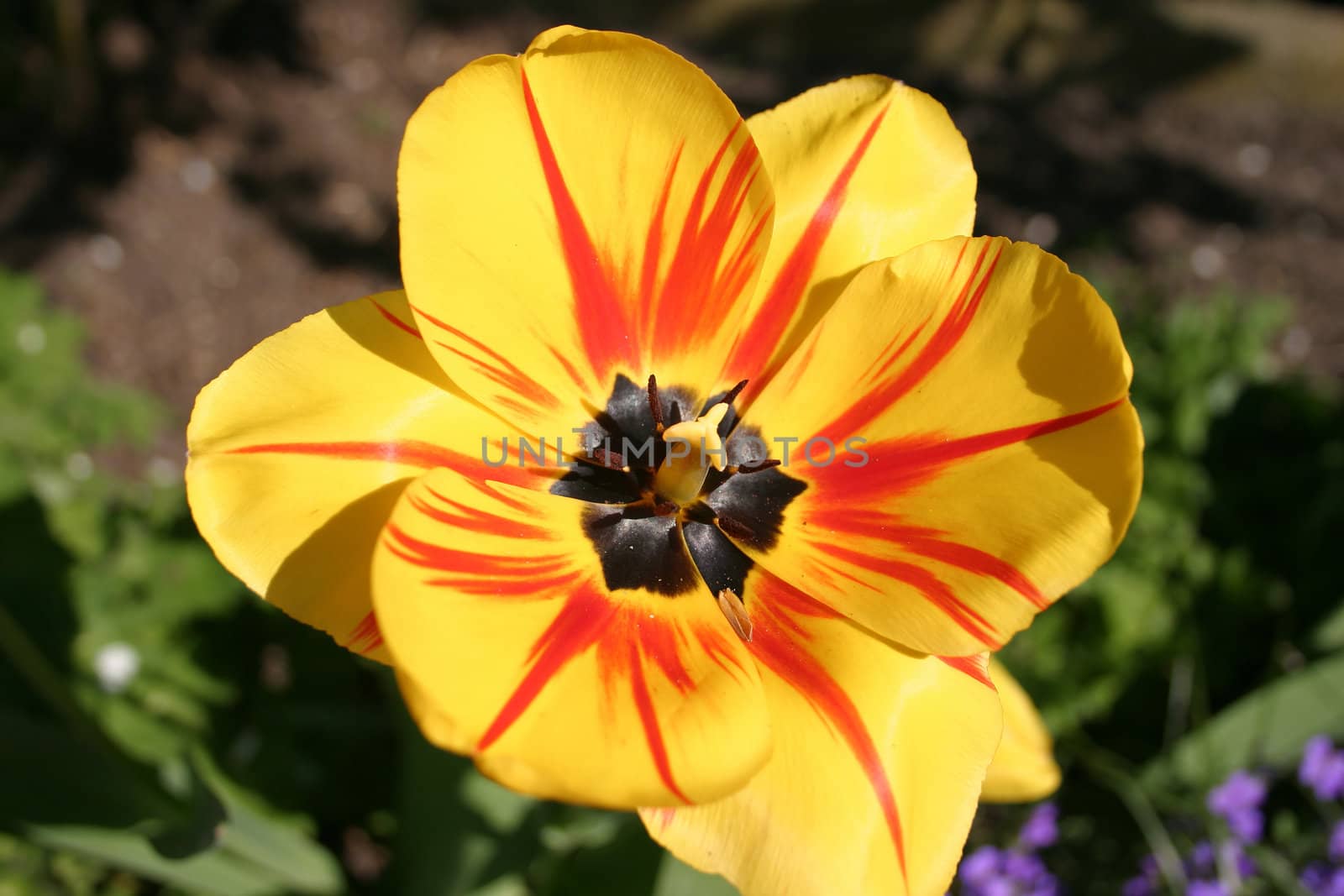 Flower of a tulip