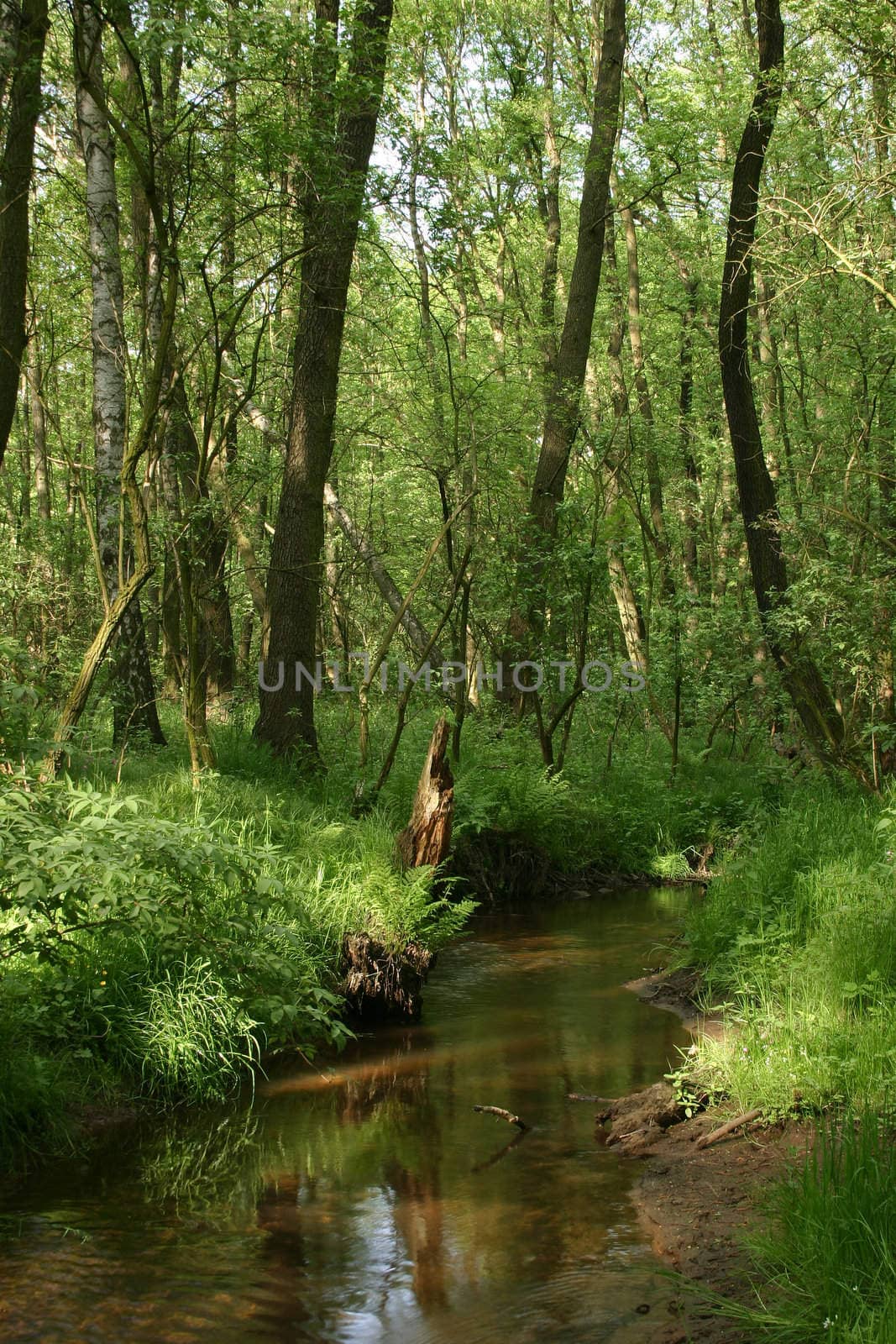 Brook in a Forest