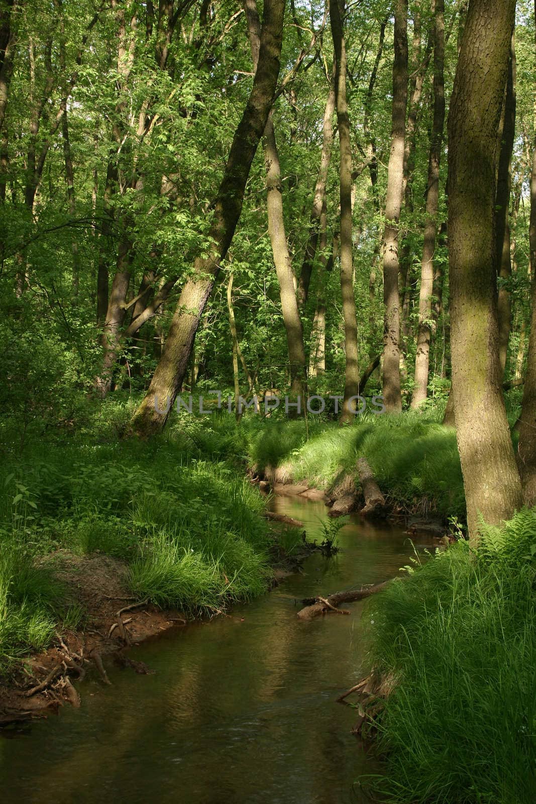 Brook in a Forest