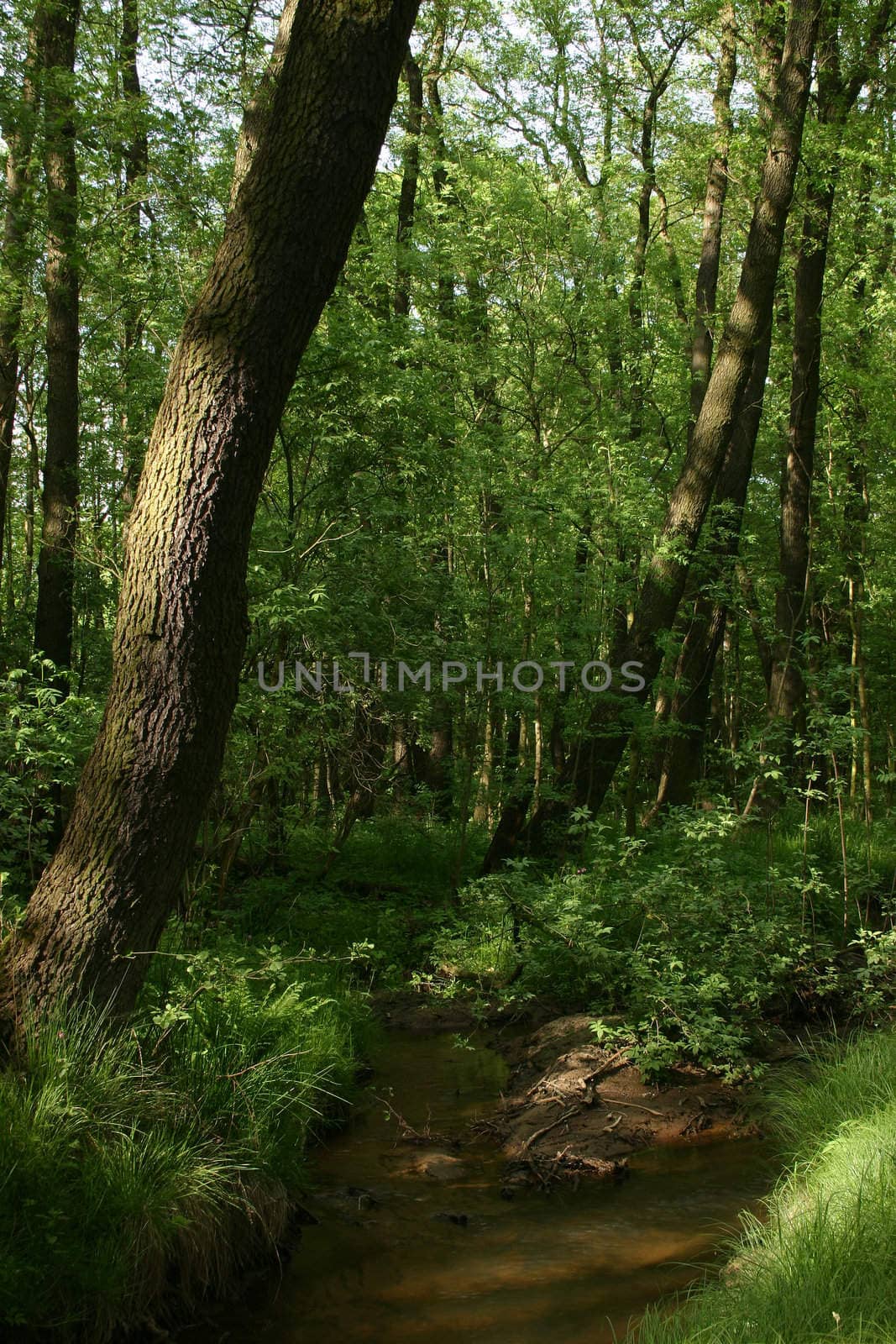 Brook in a Forest