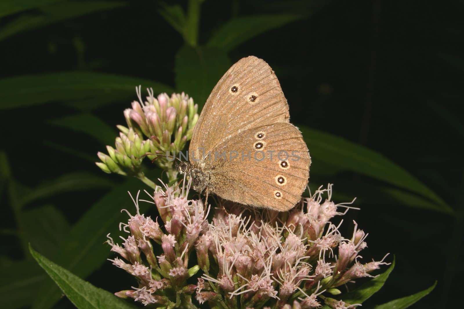 The Ringlet (Aphantopus hyperantus) by tdietrich