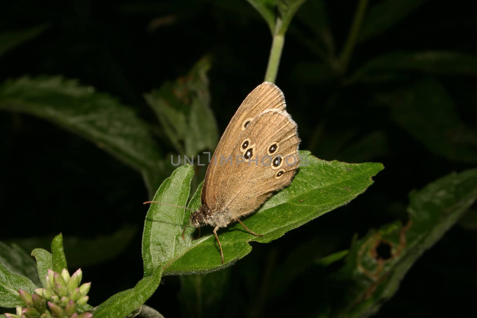 The Ringlet (Aphantopus hyperantus) by tdietrich