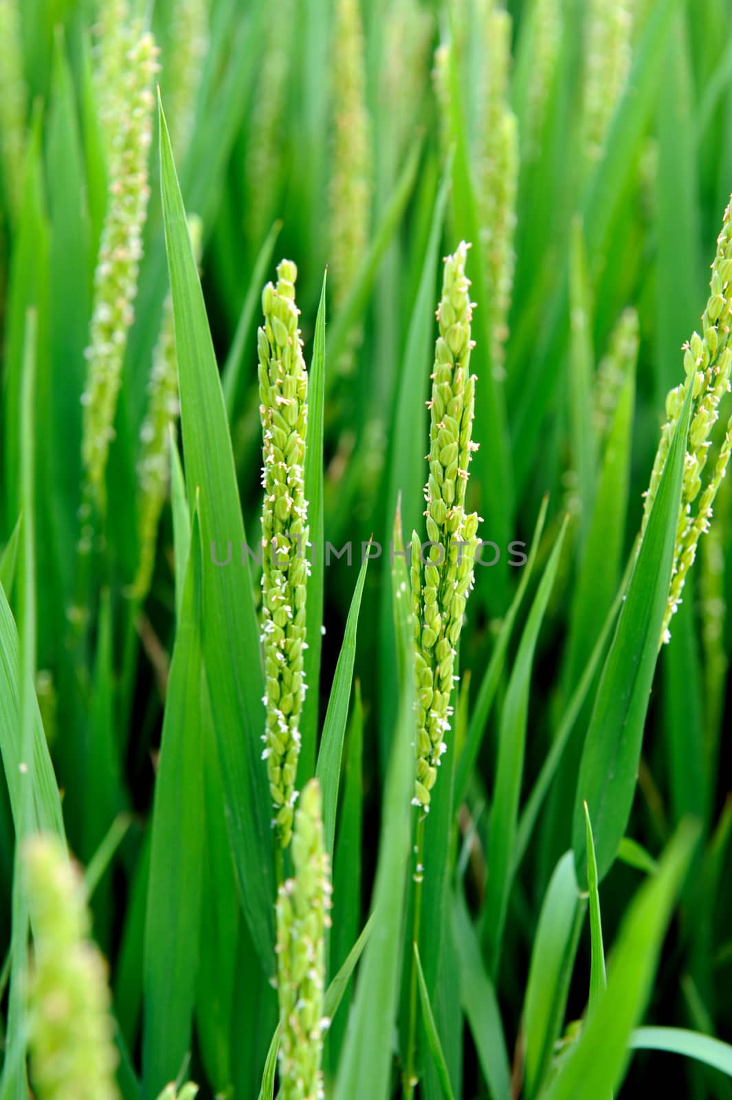 Summer Farmland Planting paddy rice