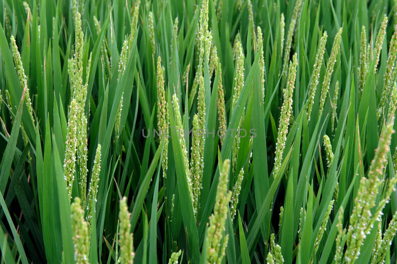 Summer Farmland Planting paddy rice