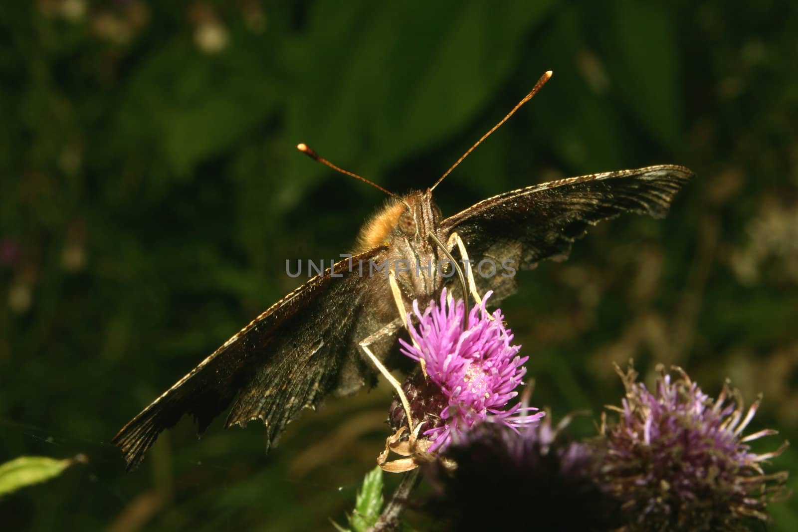 Comma (Polygonia c-album) on a flower - Portrait