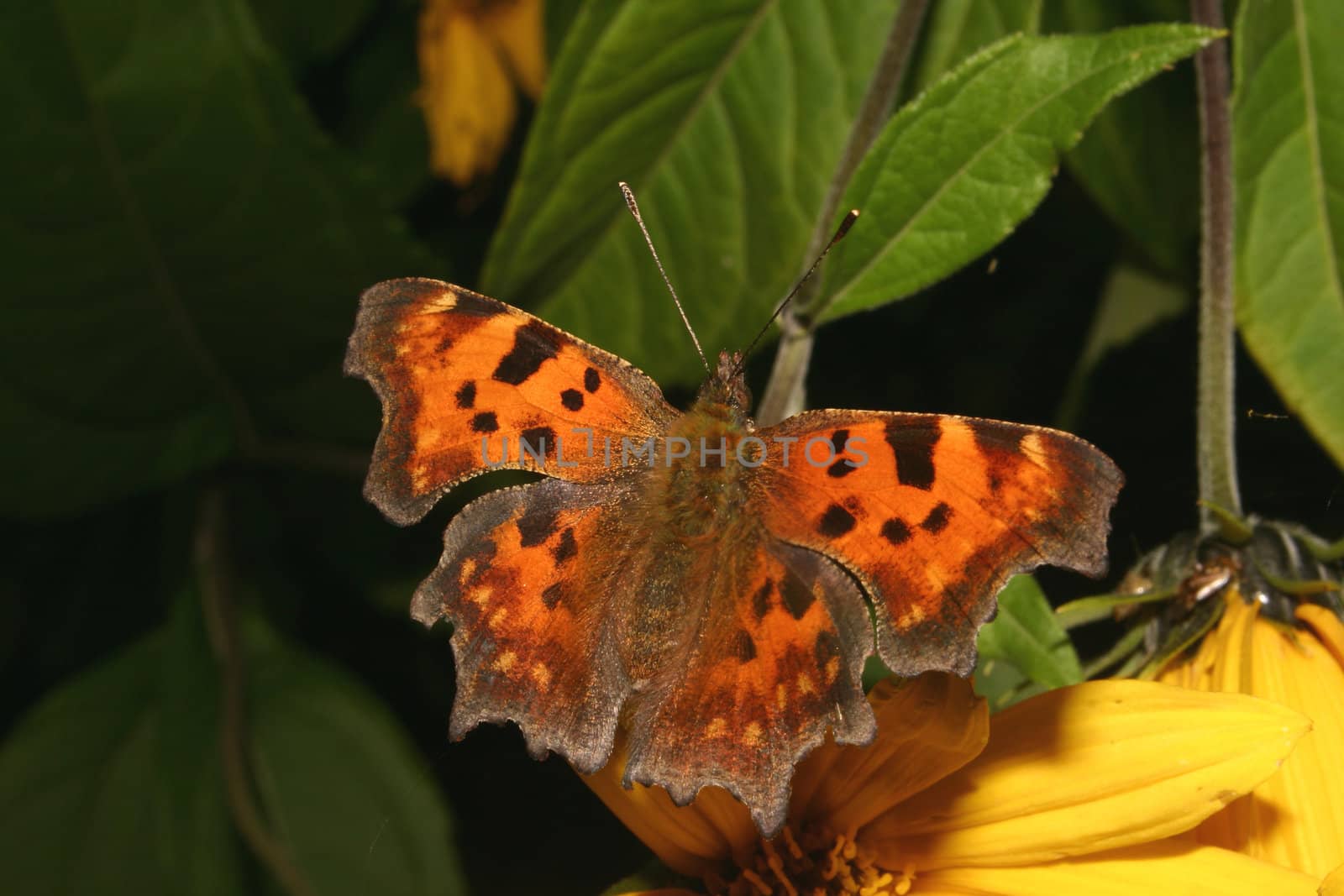 Comma (Polygonia c-album) on a flower